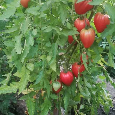 Lll Năvodari